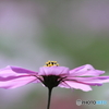 秋桜
