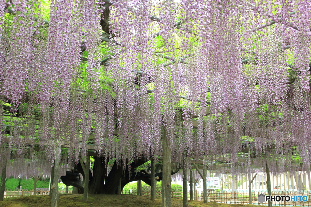 玉敷神社の藤 樹齢約400年