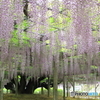 玉敷神社の藤 樹齢約400年