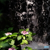 西新井大師 紫陽花