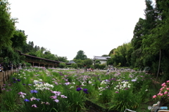 本土寺　紫陽花　菖蒲