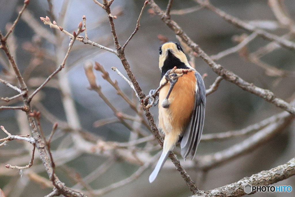 ヤマガラ　その３