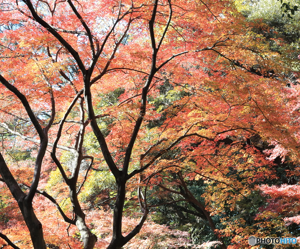 六義園その４