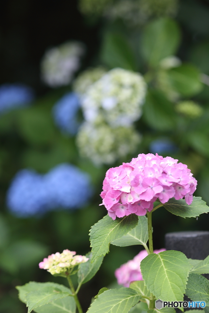 本土寺　紫陽花　その1