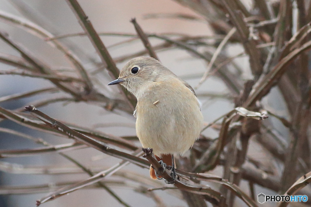 ジョウビタキ　雌　その2