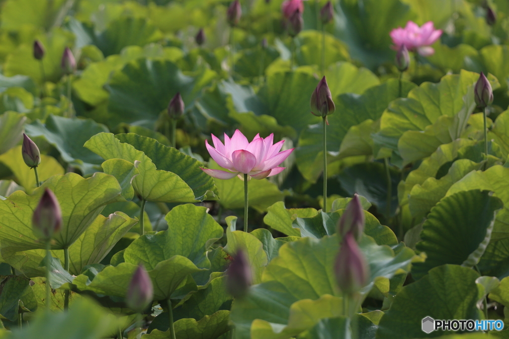 黒沼公園　蓮