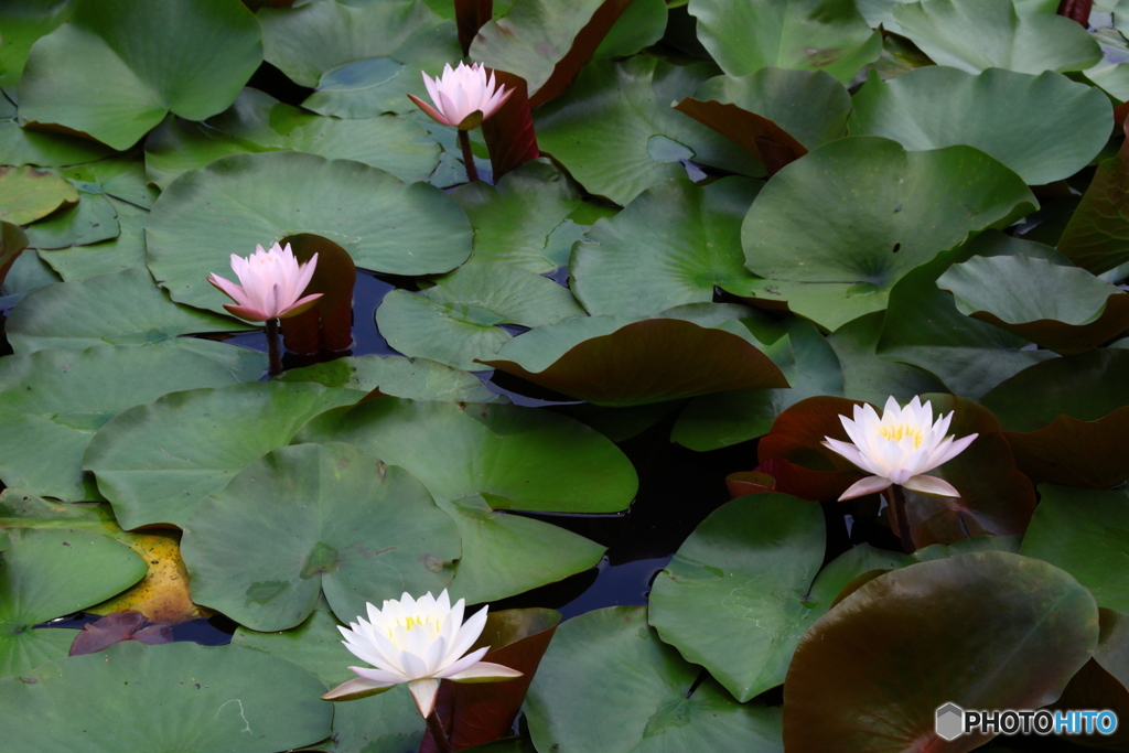 岩槻公園　睡蓮　その１