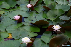 岩槻公園　睡蓮　その１