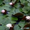 岩槻公園　睡蓮　その１