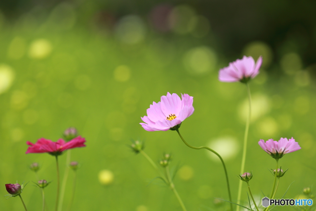 秋桜