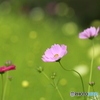 秋桜