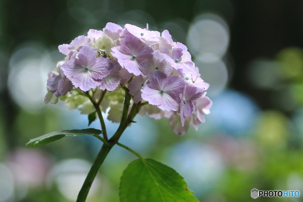 紫陽花