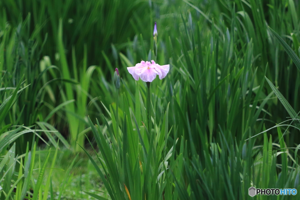 岩槻城跡公園　菖蒲