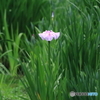 岩槻城跡公園　菖蒲