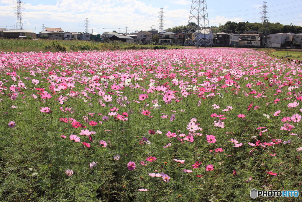 秋桜