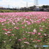 秋桜