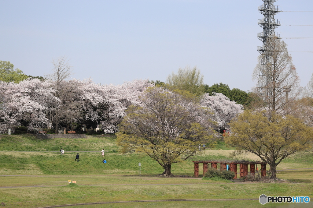 大宮公園　さくら　その４