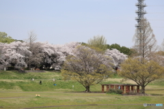 大宮公園　さくら　その４