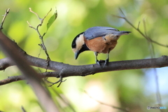 ヤマガラ その4 ヤマガラ その4