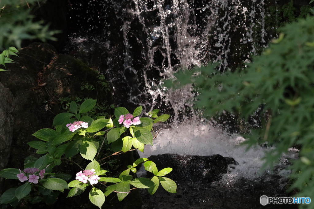西新井大師 紫陽花