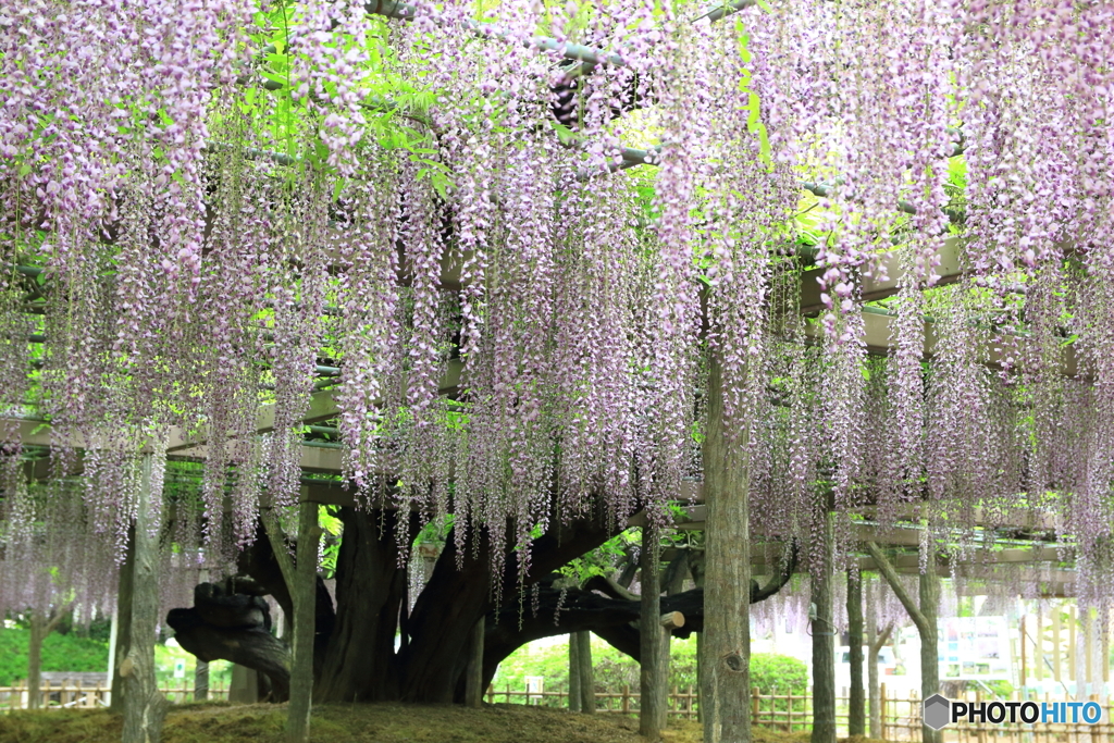 玉敷神社の藤 樹齢約400年