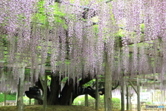 玉敷神社の藤 樹齢約400年