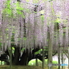 玉敷神社の藤 樹齢約400年
