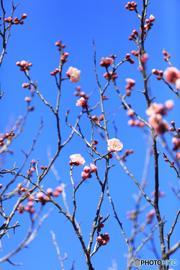 梅の花