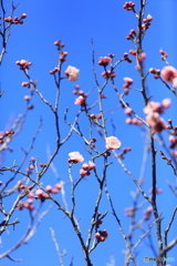 梅の花