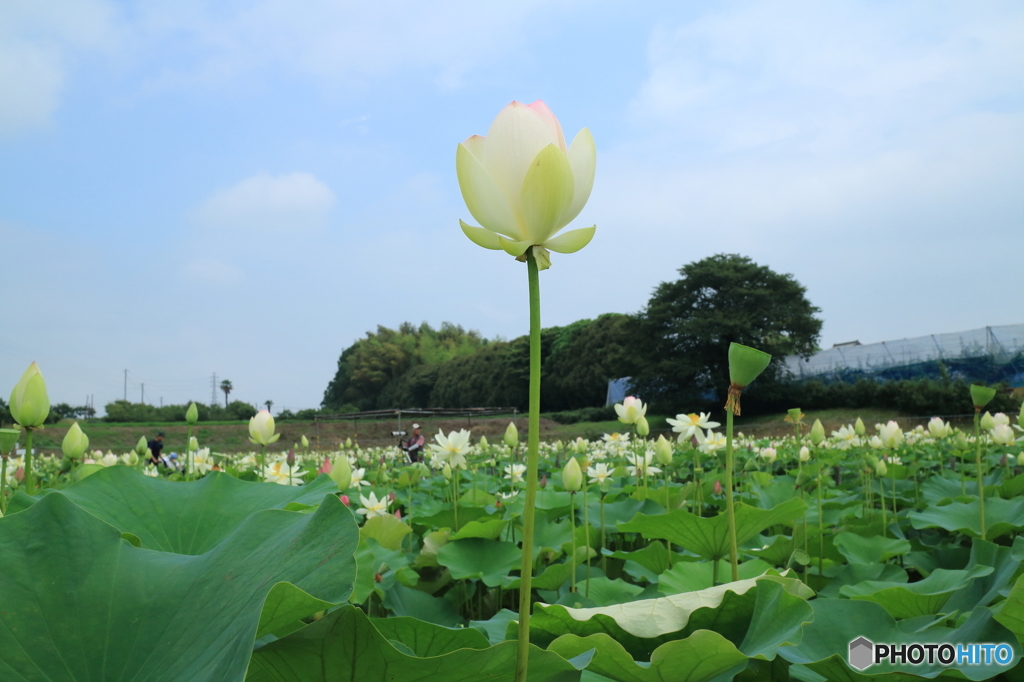 蓮の花その８