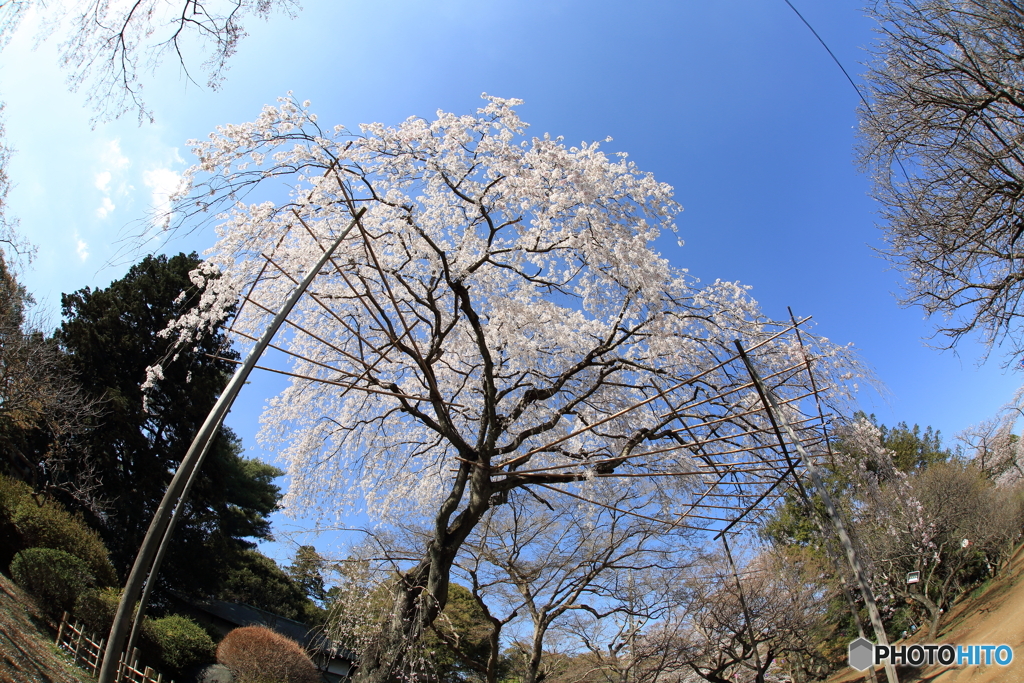 枝垂れ桜