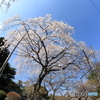 枝垂れ桜