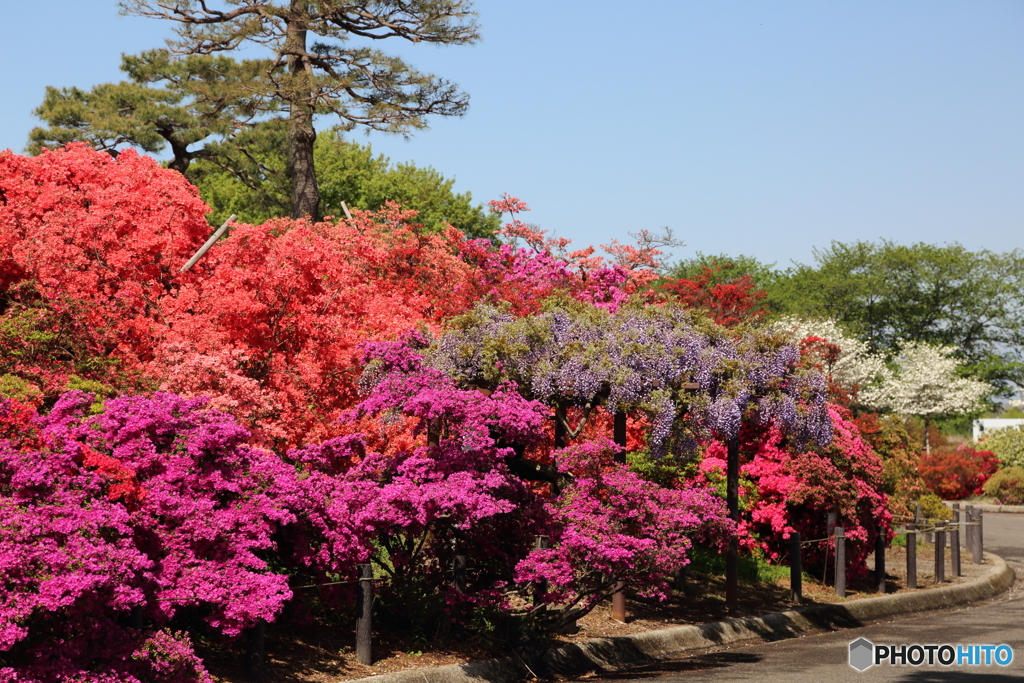 つつじが丘公園