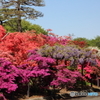 つつじが丘公園