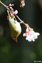 サクジロー　その７