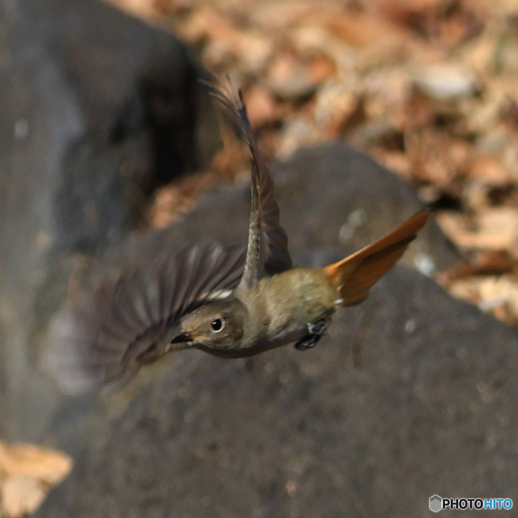 ジョウビタキ　その５