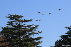 清水公園　花ファンタジア