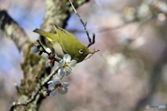 ウメジロウ　その１