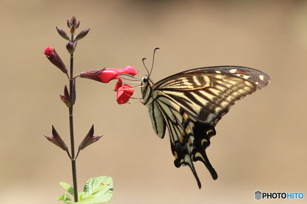 アゲハ蝶の休憩