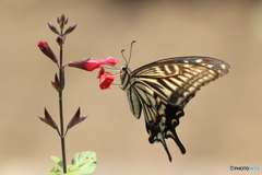 アゲハ蝶の休憩