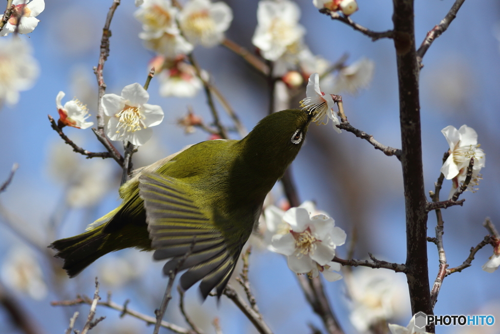 この花の蜜が美味しいのです！