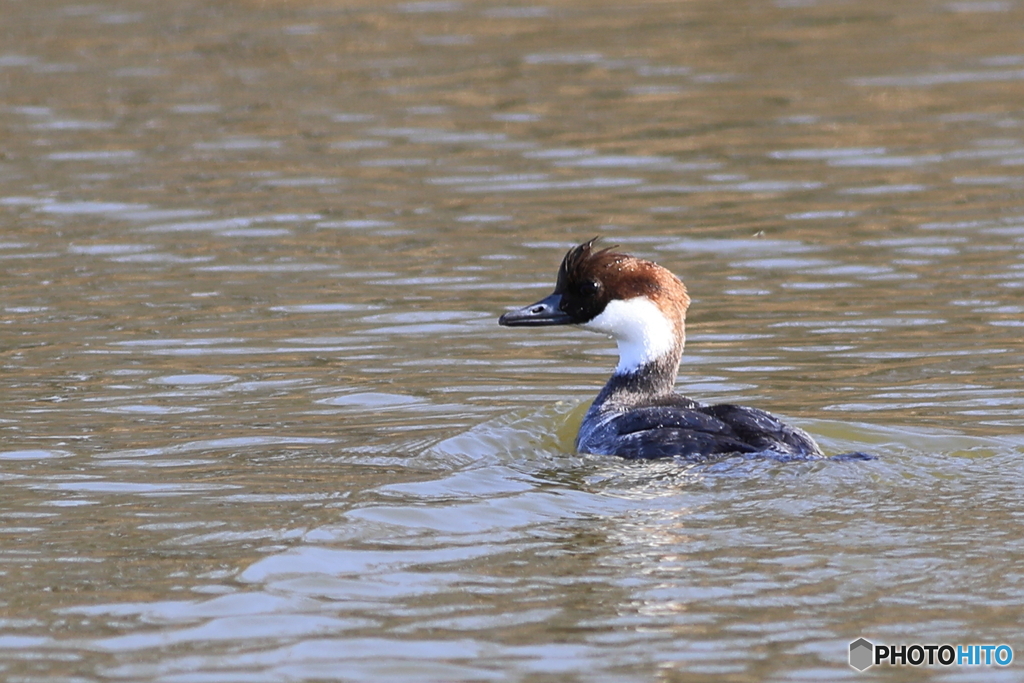 ミコアイサ（パンダガモ）その１０