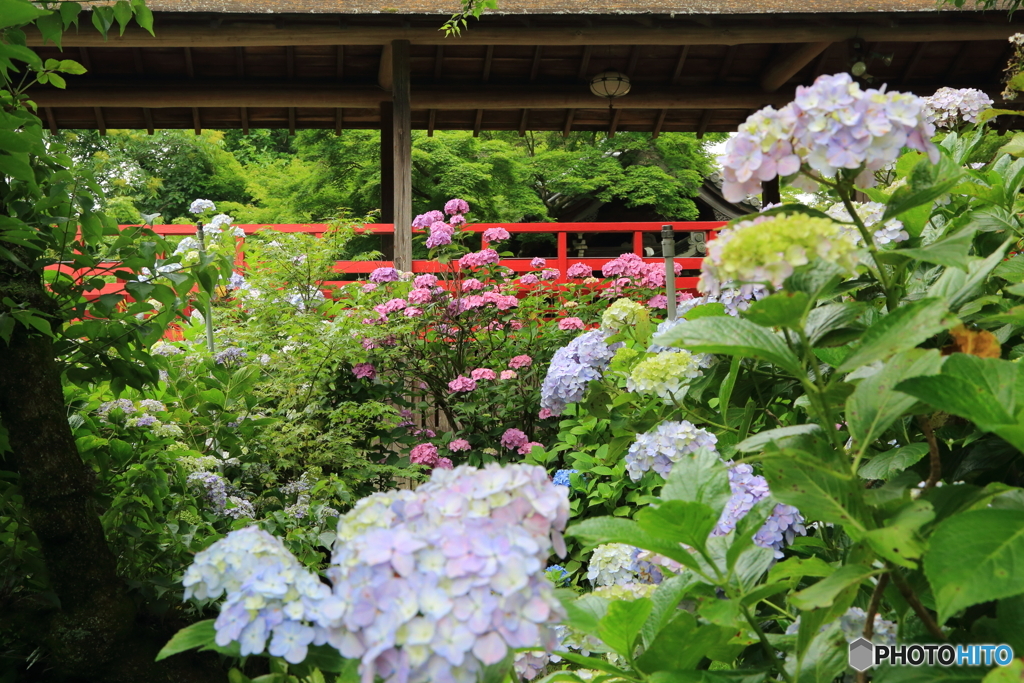 本土寺　紫陽花　菖蒲