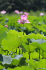 古代蓮