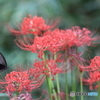 内牧公園　曼殊沙華