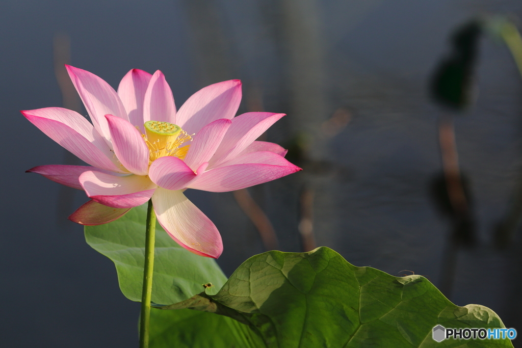 内牧公園　蓮池