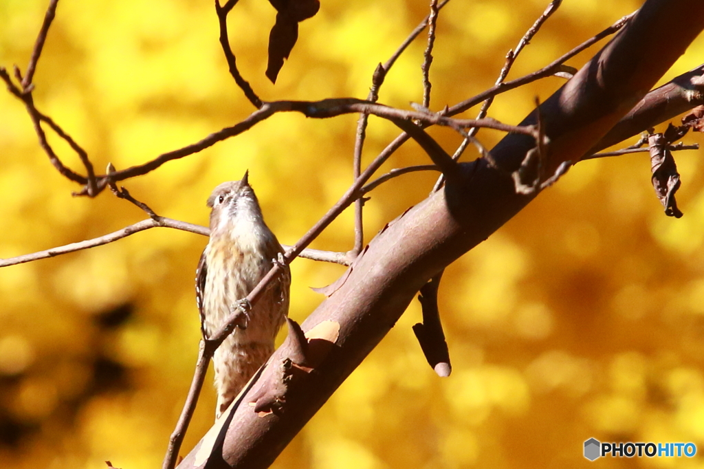 清水公園　小鳥