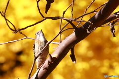 清水公園　小鳥