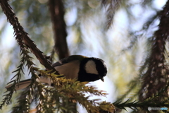 シジュウカラ