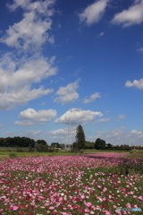 秋桜